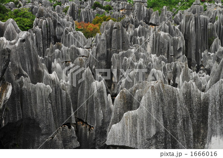 カルストの岩峰群（中国雲南省・石林） 1666016