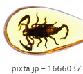 さそり さそり 1666037