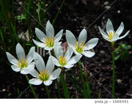09月　タマスダレ・ヒガンバナ科14 1666491
