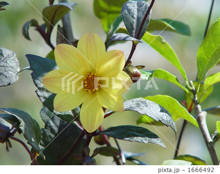 09月　ダリア・キク科11 1666492