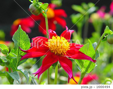 09月　ダリア・キク科56 1666494