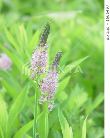 09月　ツルボ・ユリ科23 1666497