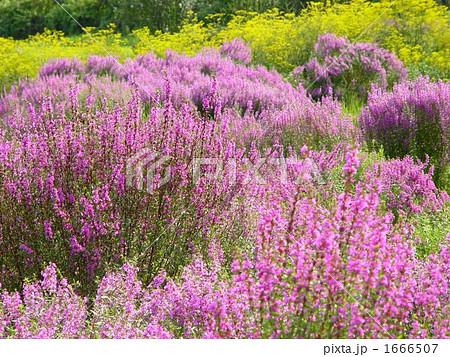 09月　ミソハギ・ミソハギ科19 1666507