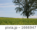 キカラシと哲学の木 1666947