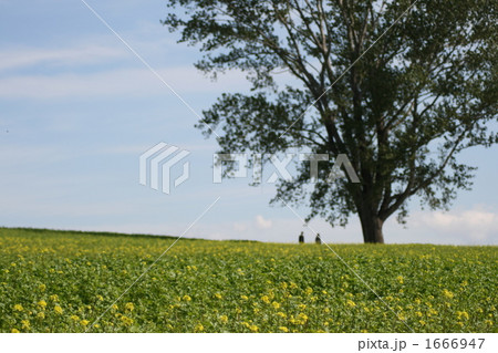 キカラシと哲学の木 1666947