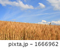 美瑛の夏の麦 1666962