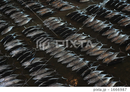 那智勝浦漁港、競りを待つマグロ 1666987