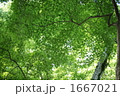 若緑 1667021