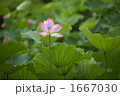 大賀蓮 1667030