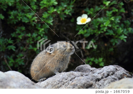 一輪のチングルマとナキウサギ 一輪のチングルマとナキウサギ 1667059