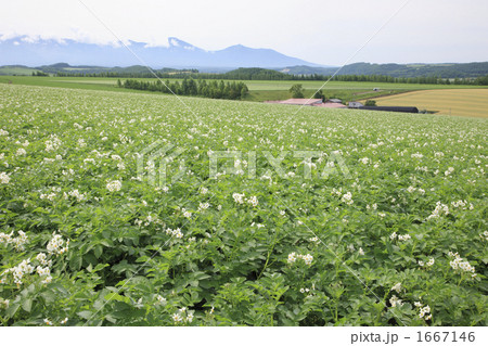 ポテトの丘 1667146