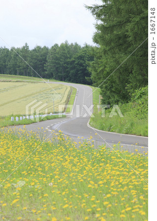 丘の上の道 1667148