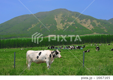 高原の牧場 高原の牧場 1667165
