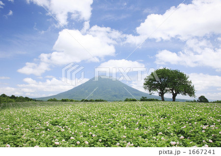 ジャガイモ畑と羊蹄山 ジャガイモ畑と羊蹄山 1667241