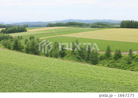 ポテトの丘 1667275