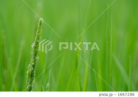 出穂の季節 1667286