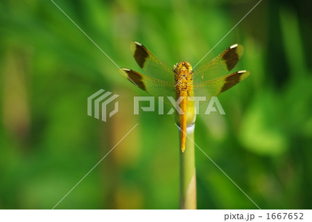 草の茎に止まるトンボ 1667652