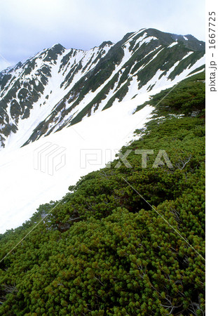 雪の南アルプス・間ノ岳とハイマツ 雪の南アルプス・間ノ岳とハイマツ 1667725