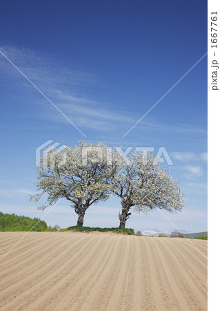 双子の樹 双子の樹 1667761