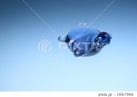 カメ カメ 1667966