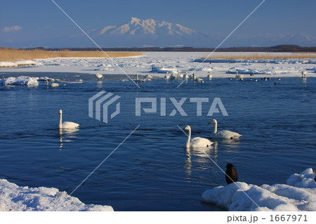 白鳥と斜里岳 1667971