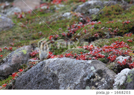 ウラシマツツジとシマリス 1668203