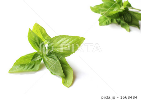 たった今摘んだばかりのスイートバジル たった今摘んだばかりのスイートバジル 1668484