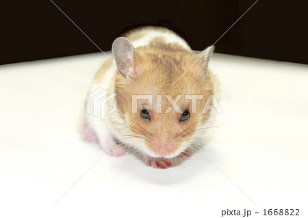 ゴールデンハムスター 正面の写真素材 166