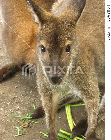 綺麗に撮ってネ! 綺麗に撮ってネ! 1668864