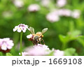 1669108