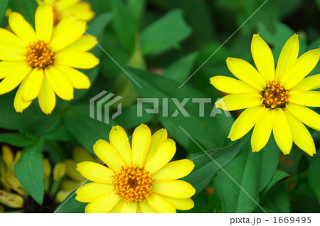 ジニアー1 ジニアー1 1669495