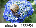 カタツムリ3 カタツムリ3 1669541