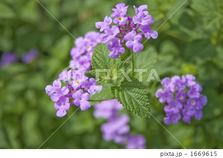 ミントの花 1669615