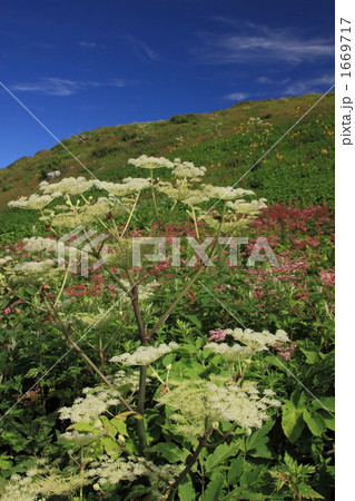 夏の伊吹山花畑 夏の伊吹山花畑 1669717