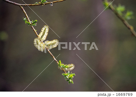 新芽の浮遊Ⅱ 1669769