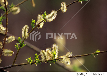 新芽の整列Ⅱ 1669773