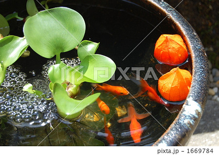 Cool float 1669784