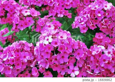 ピンクの海 1669862