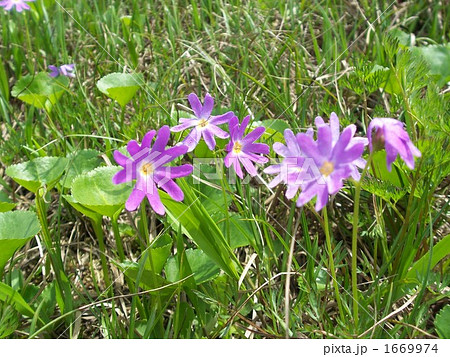 ハクサンコザクラ　－　会津駒ヶ岳 1669974