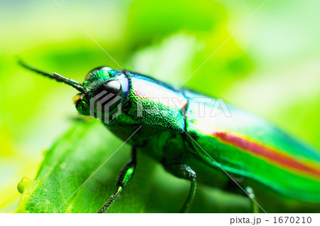 虹色のタマムシ 1670210