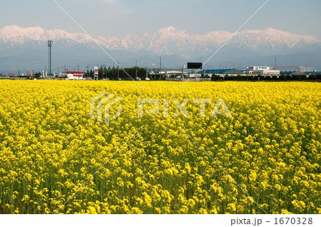 残雪の立山連峰と菜の花畑 1670328