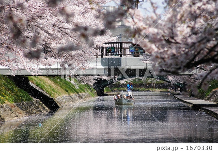 桜吹雪の中を行く遊覧船 1670330