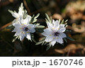 セツブンソウ 1670746