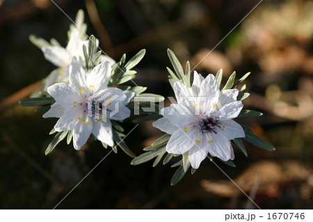 セツブンソウ 1670746