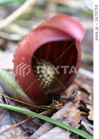 ザゼンソウ ザゼンソウ 1670750