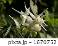 シロバナイカリソウ 1670752