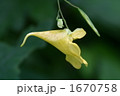 キツリフネソウ 1670758