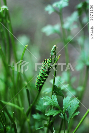 畑の青虫 1671156