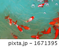 金魚 1671395