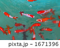 金魚 1671396